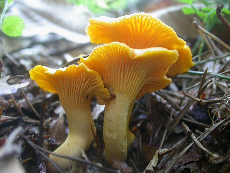 Gathering Dinner 1.jpg